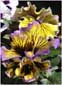 Frilled Pansies