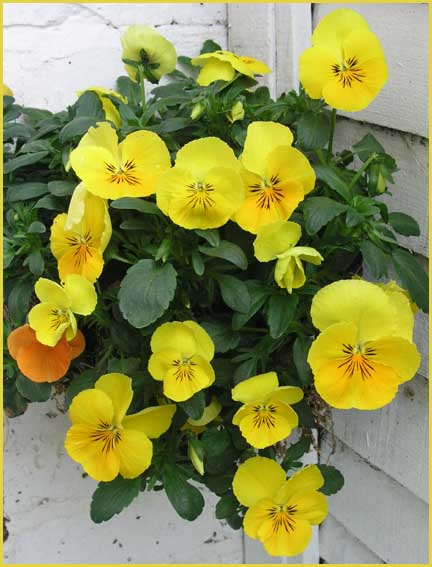 Lemon Pansies