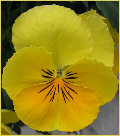 Lemon Pansy
