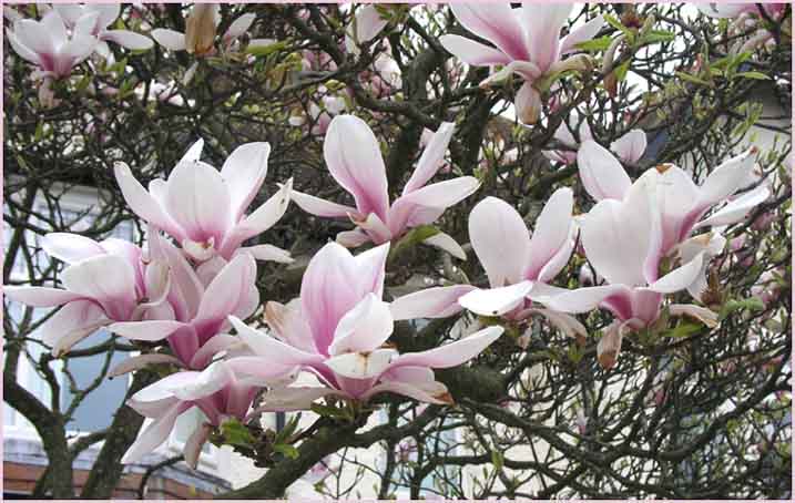 Magnolias