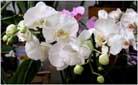 White Orchids