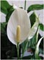 Peace Lily