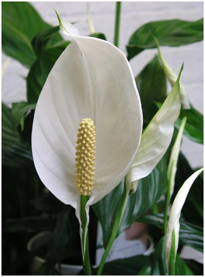 Peace Lily