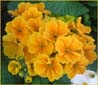Orange Polyanthus