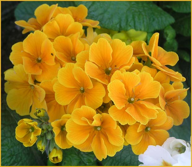 Polyanthus