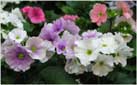 Primulas