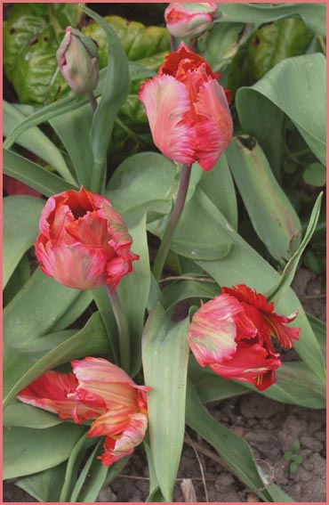 Red Tulips