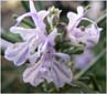 Rosemary