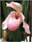 Slipper Orchid