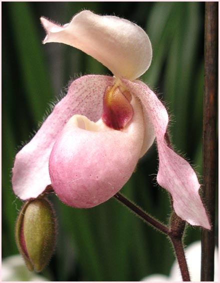 Slipper Orchid