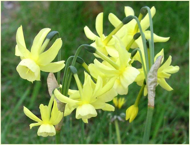 Small Daffodils