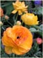 Yellow Ranunculus